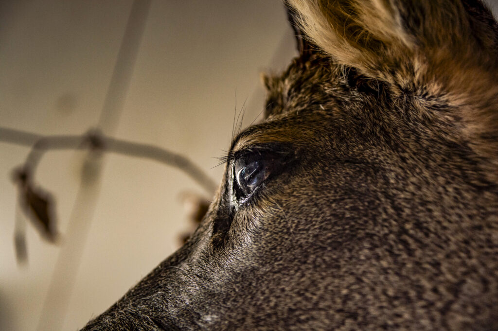 En taxidermie, il est important de retirer consciencieusement toute la chair de l'animal afin que l'ensemble de la pièce se conserve dans le temps.