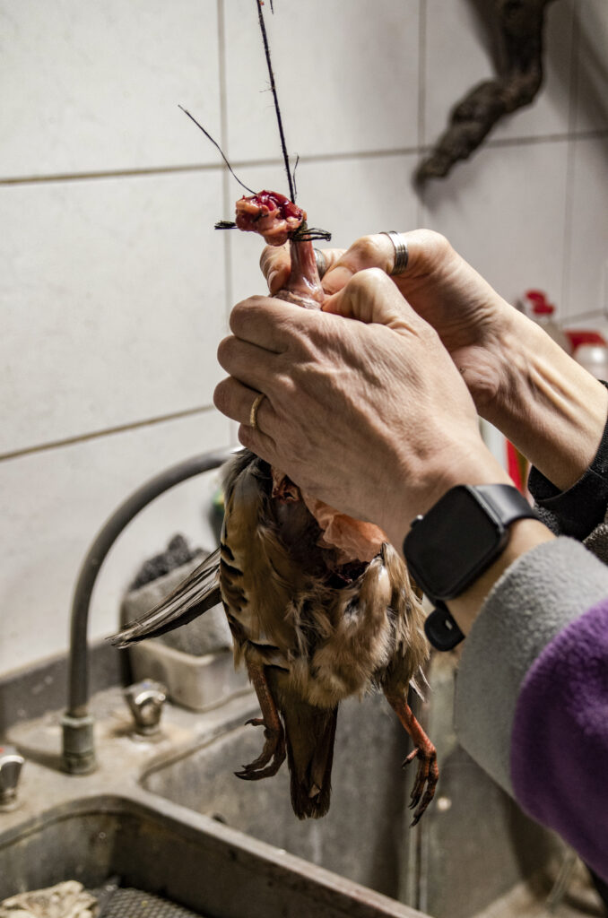 En taxidermie, il est important de retirer consciencieusement toute la chair de l'animal afin que l'ensemble de la pièce se conserve dans le temps.
